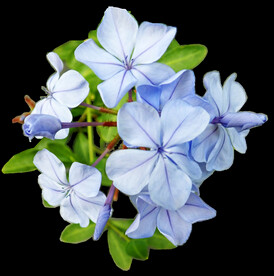 鲜花