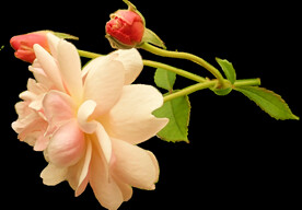 玫瑰花