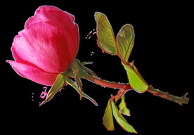 玫瑰花