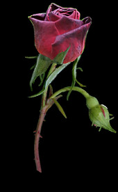 玫瑰花