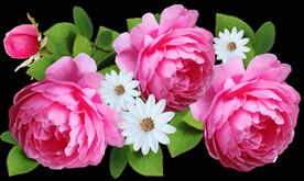 玫瑰花