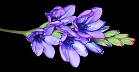 鲜花