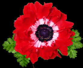 鲜花