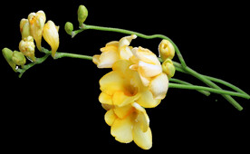 鲜花