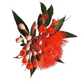 鲜花