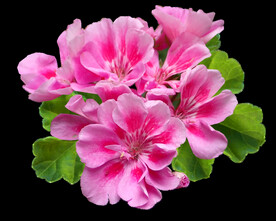 鲜花