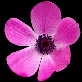 鲜花