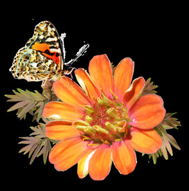鲜花