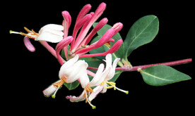 鲜花