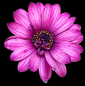 鲜花