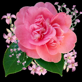 玫瑰花