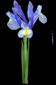 鲜花