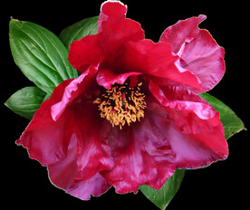 鲜花