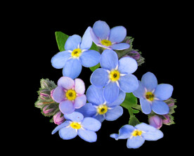 鲜花
