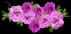 鲜花
