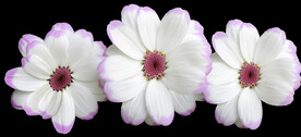 鲜花