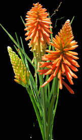 鲜花