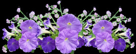 鲜花