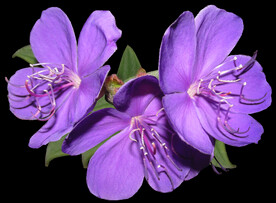 鲜花