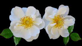 鲜花