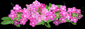 鲜花