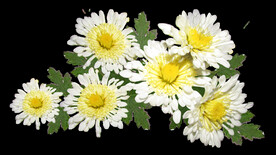 鲜花