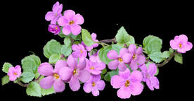 鲜花