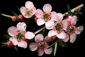 鲜花