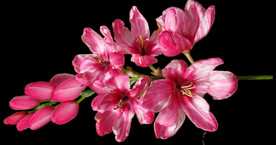 鲜花