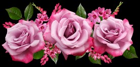 玫瑰花
