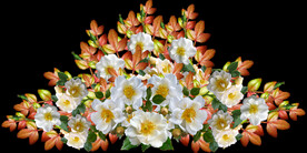鲜花
