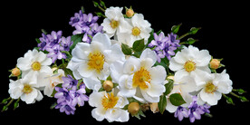鲜花