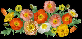 鲜花