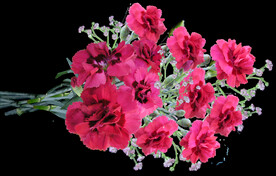 鲜花