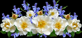 鲜花