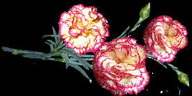 鲜花