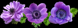 鲜花
