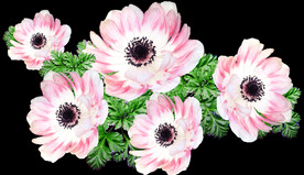 鲜花