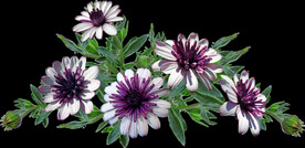 鲜花
