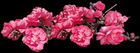 鲜花