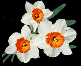 鲜花