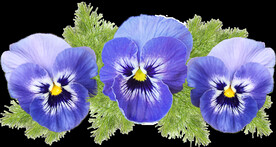 鲜花