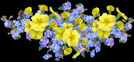 鲜花