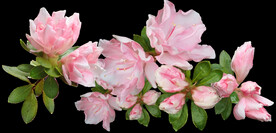 鲜花