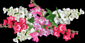 鲜花