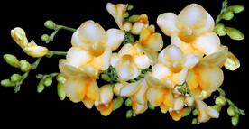鲜花