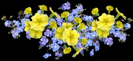 鲜花