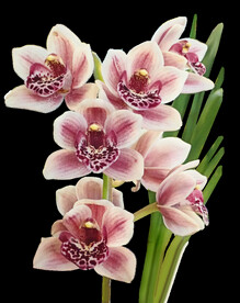 鲜花