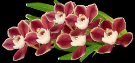 鲜花