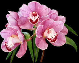 鲜花